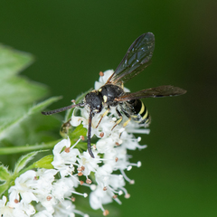 Sapyga martinii