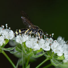 Sapyga martinii
