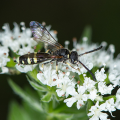 Sapyga martinii