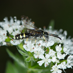 Sapyga martinii