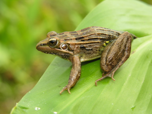 Mascarene Ridged Frog