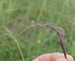 Festuca ambigua