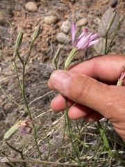 Lygodesmia grandiflora