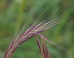 Festuca ambigua