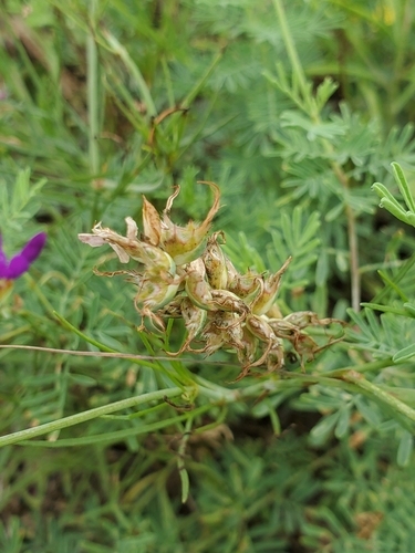 Image of Dalea lasiathera by (c) Jo Roberts, some rights reserved (CC BY)