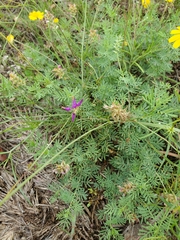 Dalea lasiathera