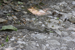 Vipera eriwanensis