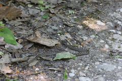 Vipera eriwanensis