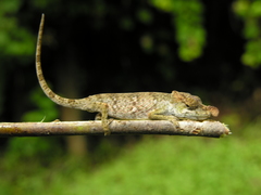 Calumma nasutum
