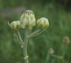 Crepis alpina