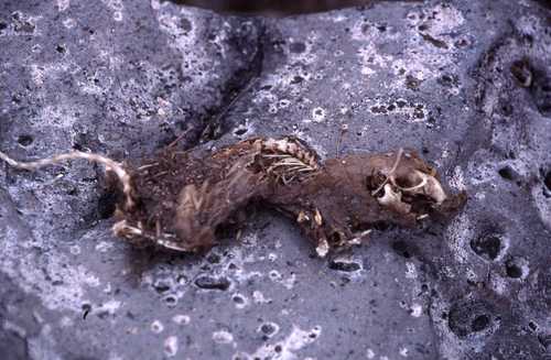 Aegialomys galapagoensis
