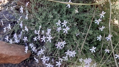 Jamesbrittenia pinnatifida