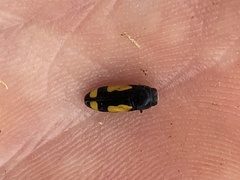 Ptosima gibbicollis