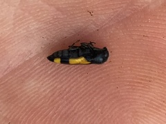 Ptosima gibbicollis