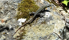 Platysaurus mitchelli