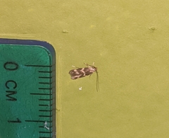 Oinophila v-flava