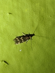 Oinophila v-flava