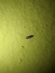 Oinophila v-flava