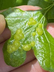 Neuroterus quercusirregularis