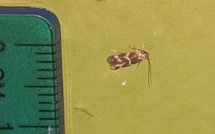 Oinophila v-flava
