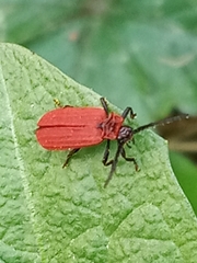Erotinae