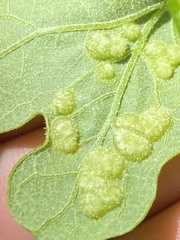 Neuroterus quercusirregularis