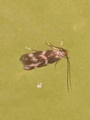 Oinophila v-flava