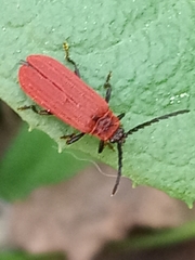 Erotinae