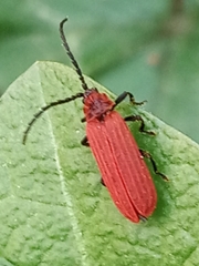 Erotinae