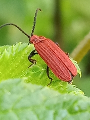 Erotinae