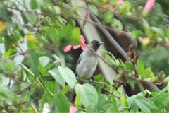Pycnonotus barbatus