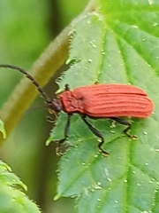 Erotinae
