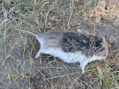 Saccostomus campestris