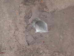 Saccostomus campestris