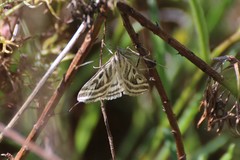 Loxostege aeruginalis