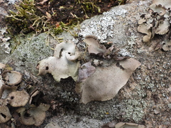 Umbilicaria hirsuta