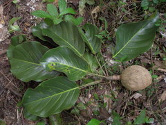 Magnolia perezfarrerae