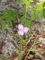 Callisia rosea