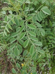Indigofera lindheimeriana