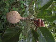 Magnolia perezfarrerae
