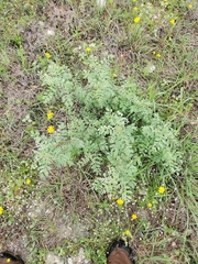 Indigofera lindheimeriana