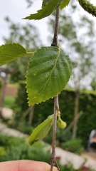 Betula utilis