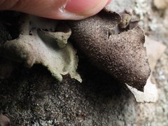Umbilicaria hirsuta