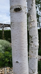 Betula utilis