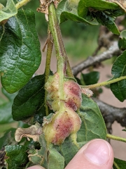 Neuroterus washingtonensis