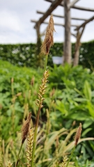 Carex morrowii