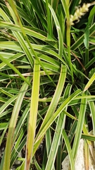 Carex morrowii