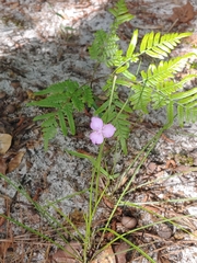 Callisia rosea