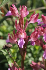 Anacamptis papilionacea papilionacea