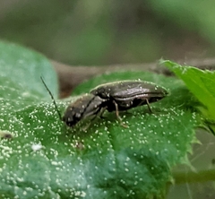 Elateridae